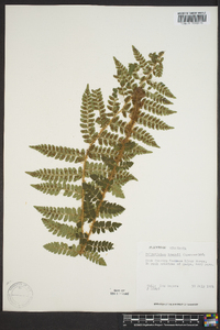 Polystichum braunii image