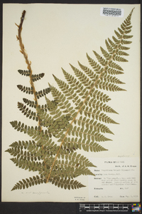 Polystichum braunii image