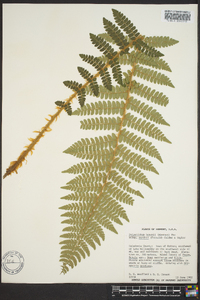 Polystichum braunii image