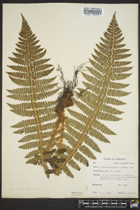 Polystichum braunii image