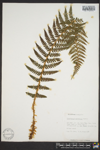 Polystichum andersonii image