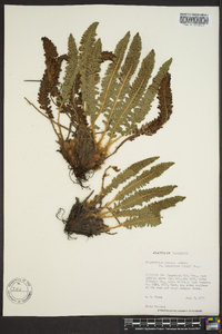 Polystichum lemmonii image