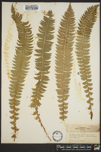 Polystichum lonchitis image