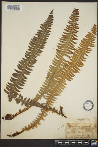 Polystichum lonchitis image