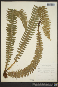 Polystichum lonchitis image