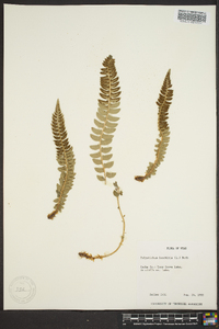 Polystichum lonchitis image