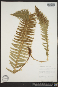 Polystichum scopulinum image