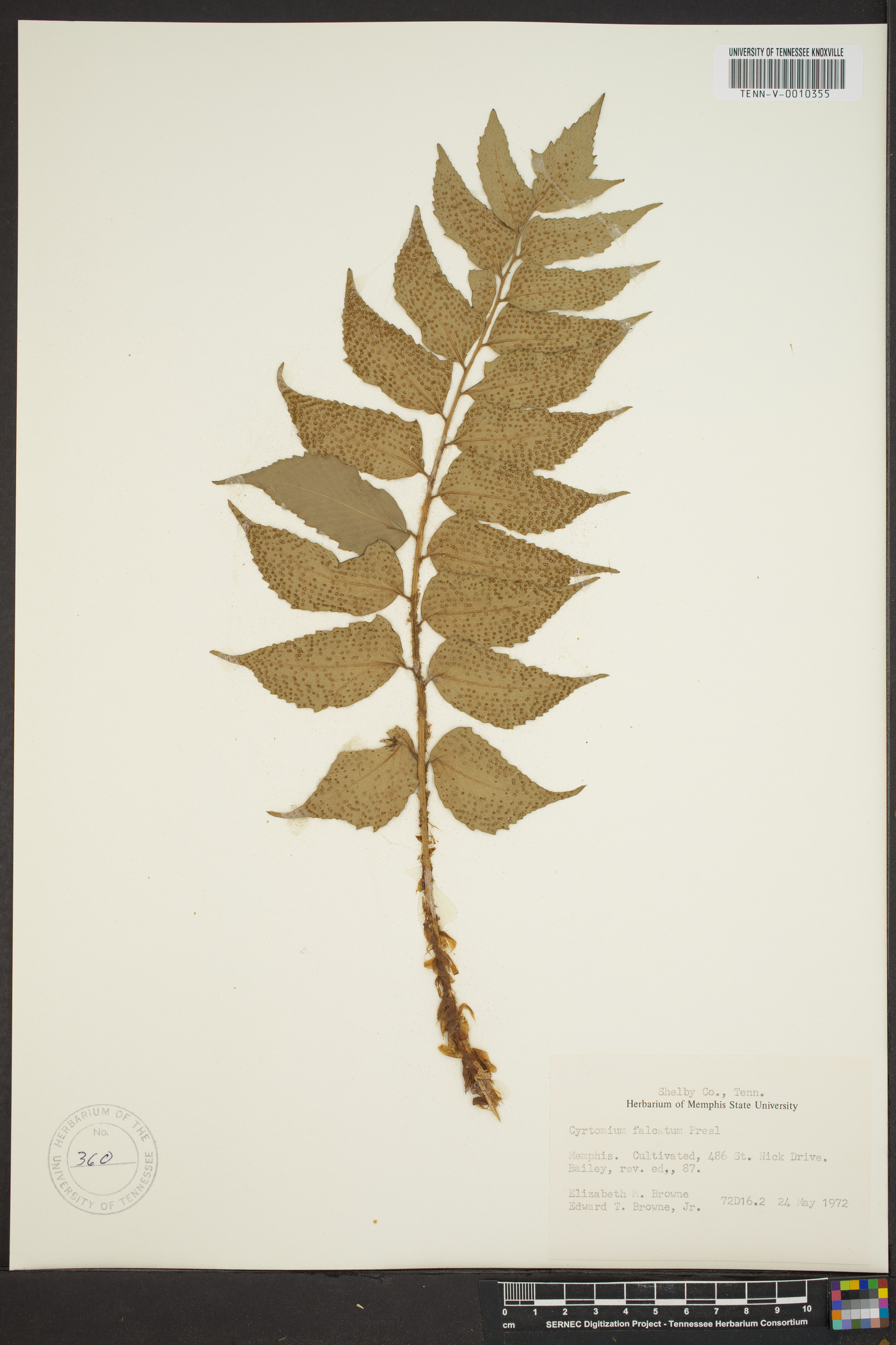 Cyrtomium fortunei image