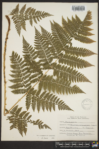 Dryopteris campyloptera image