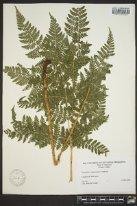 Dryopteris campyloptera image