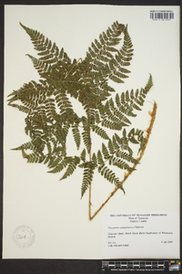 Dryopteris campyloptera image