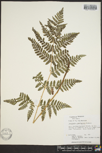 Dryopteris campyloptera image