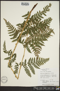 Dryopteris campyloptera image