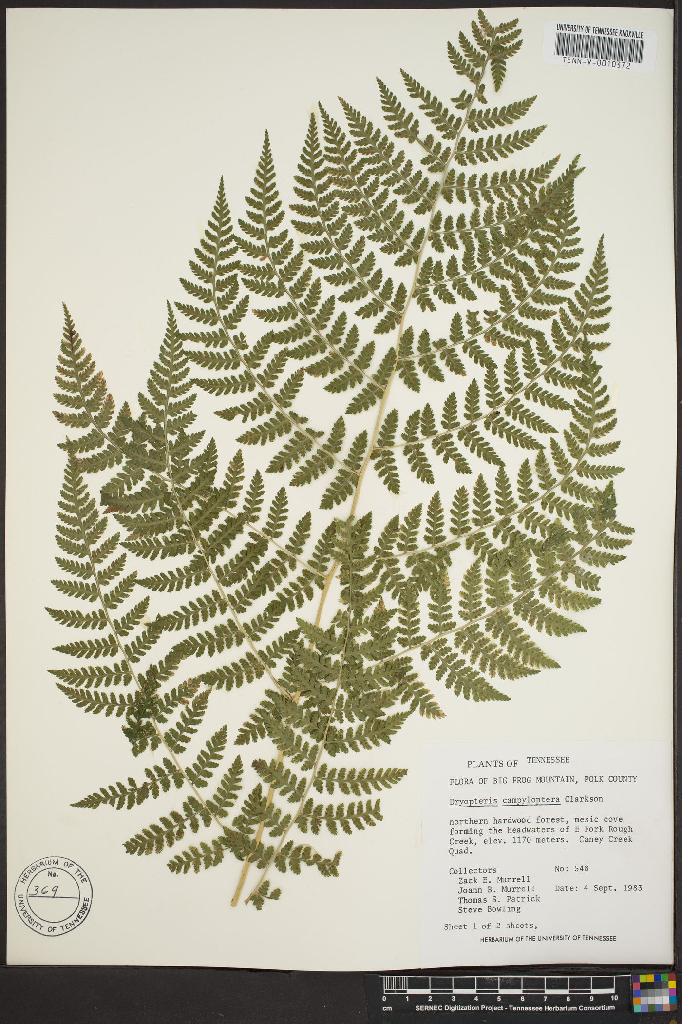 Dryopteris campyloptera image