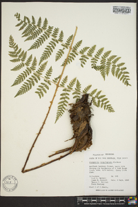 Dryopteris campyloptera image