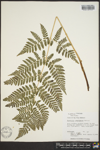 Dryopteris campyloptera image