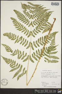 Dryopteris campyloptera image