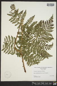 Dryopteris campyloptera image