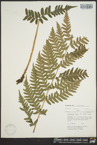 Dryopteris celsa image