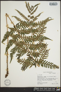 Dryopteris celsa image