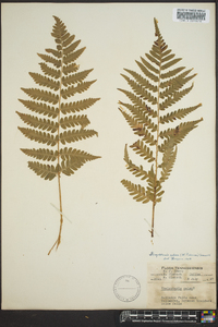 Dryopteris celsa image