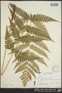 Dryopteris celsa image