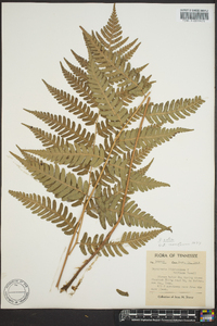 Dryopteris celsa image