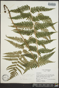 Dryopteris celsa image