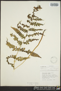 Dryopteris celsa image