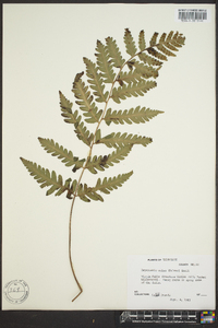 Dryopteris celsa image