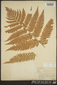 Dryopteris goldieana image