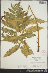 Dryopteris goldieana image