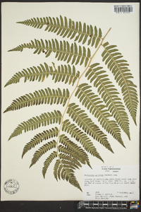 Dryopteris goldieana image