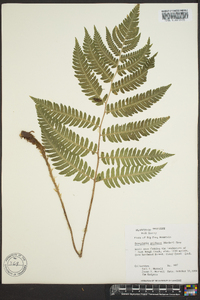 Dryopteris goldieana image