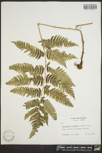 Dryopteris goldieana image