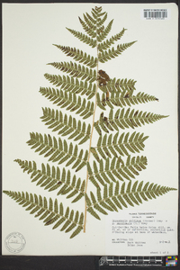 Dryopteris goldieana image