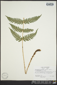 Dryopteris goldieana image