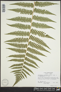 Dryopteris goldieana image