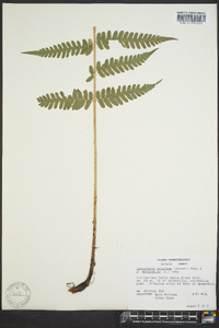 Dryopteris goldieana image