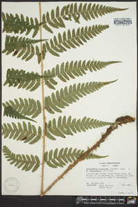 Dryopteris goldieana image