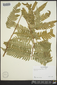 Dryopteris goldieana image