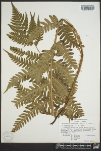 Dryopteris goldieana image