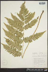 Dryopteris goldieana image