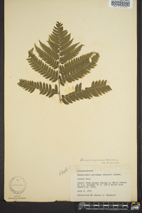 Dryopteris goldieana image