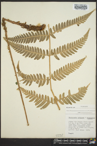 Dryopteris goldieana image