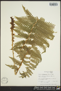 Dryopteris australis image