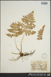 Dryopteris campyloptera image