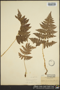 Dryopteris campyloptera image