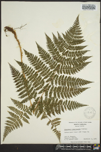 Dryopteris campyloptera image