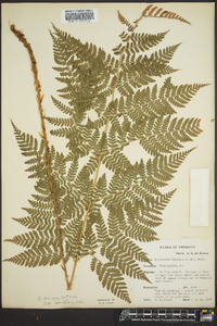 Dryopteris campyloptera image